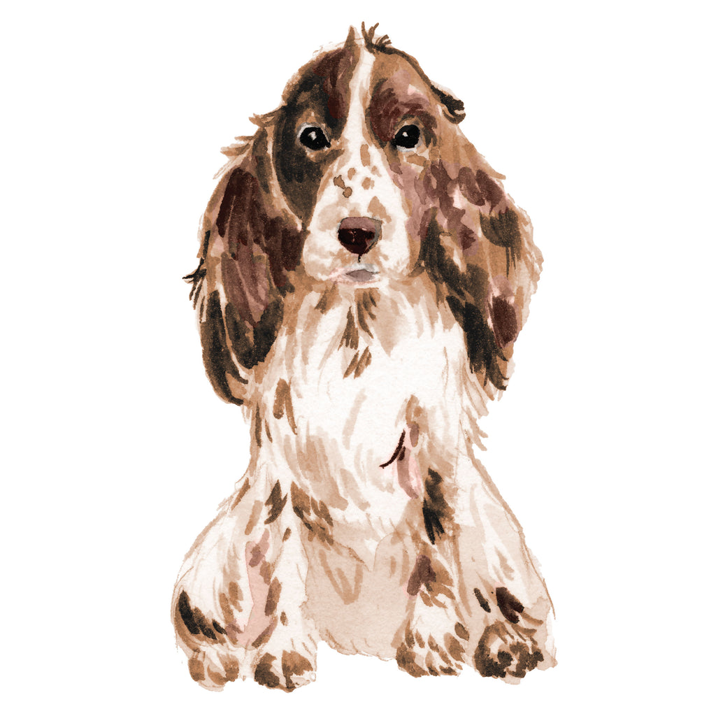 Cocker Spaniel, Brown