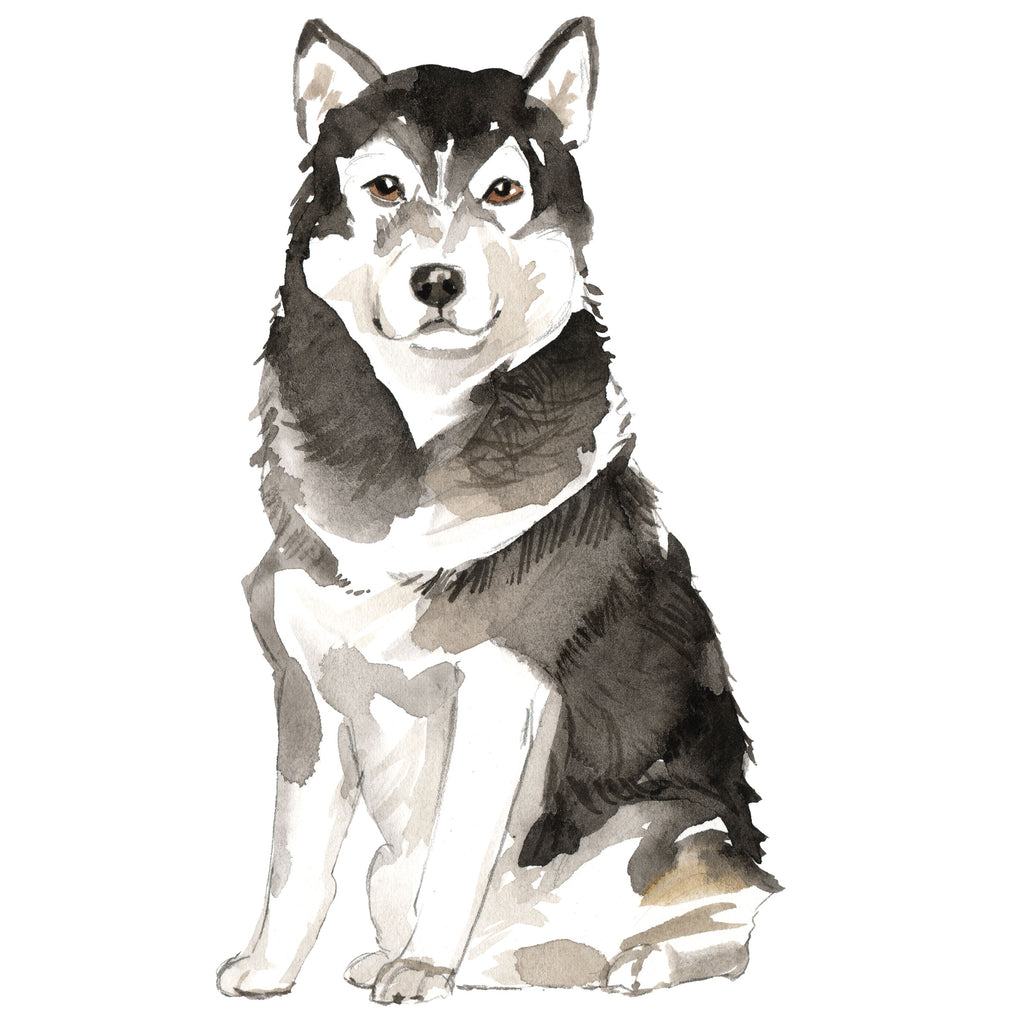 Malamute