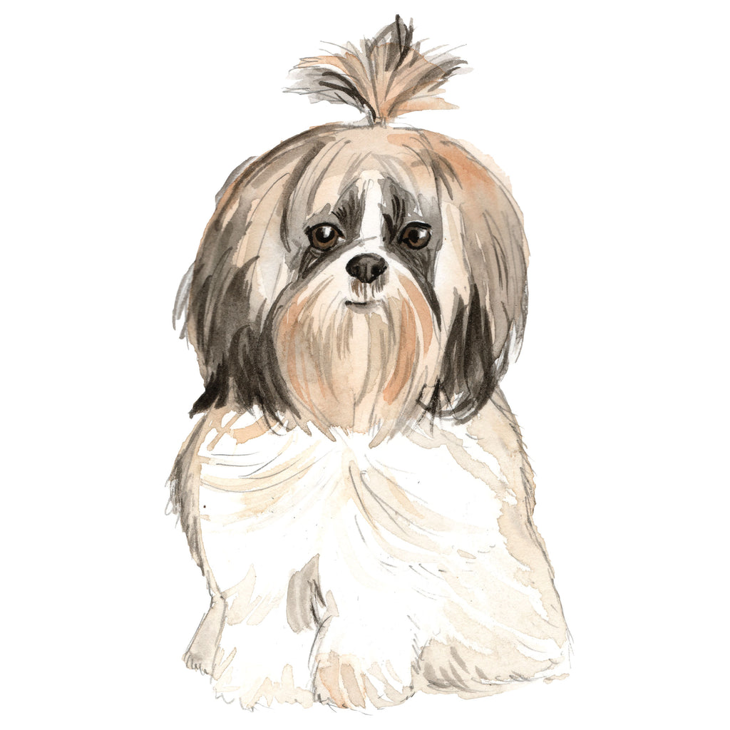 Shih Tzu, Long-haired